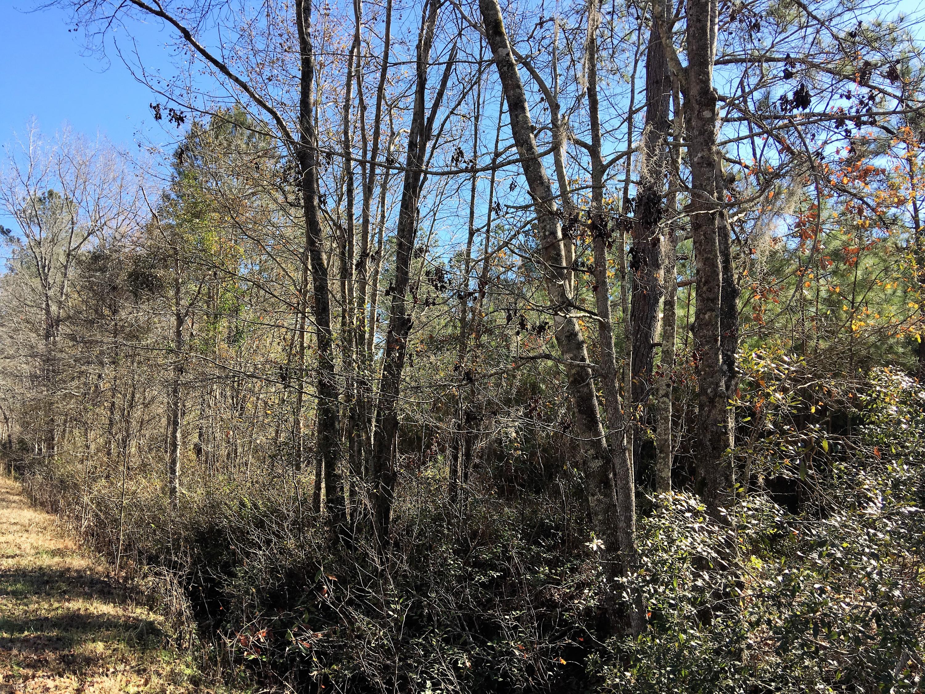0 Mt Carmel Road Ruffin, SC 29475 - Photo 10 of 12 IMG_3818