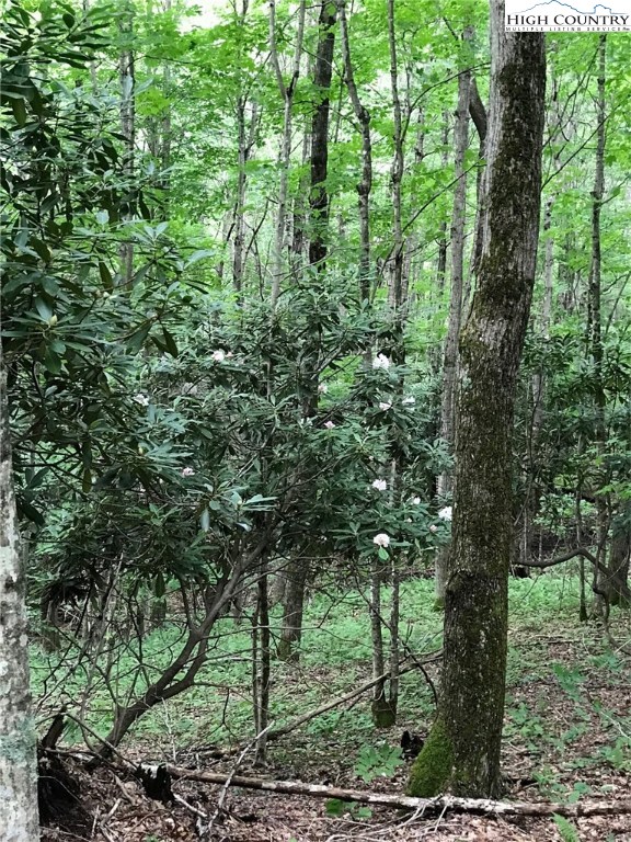 941-3 Ben Bolen Road Creston, NC 28615 - Photo 5 of 13 Gallery Image 5