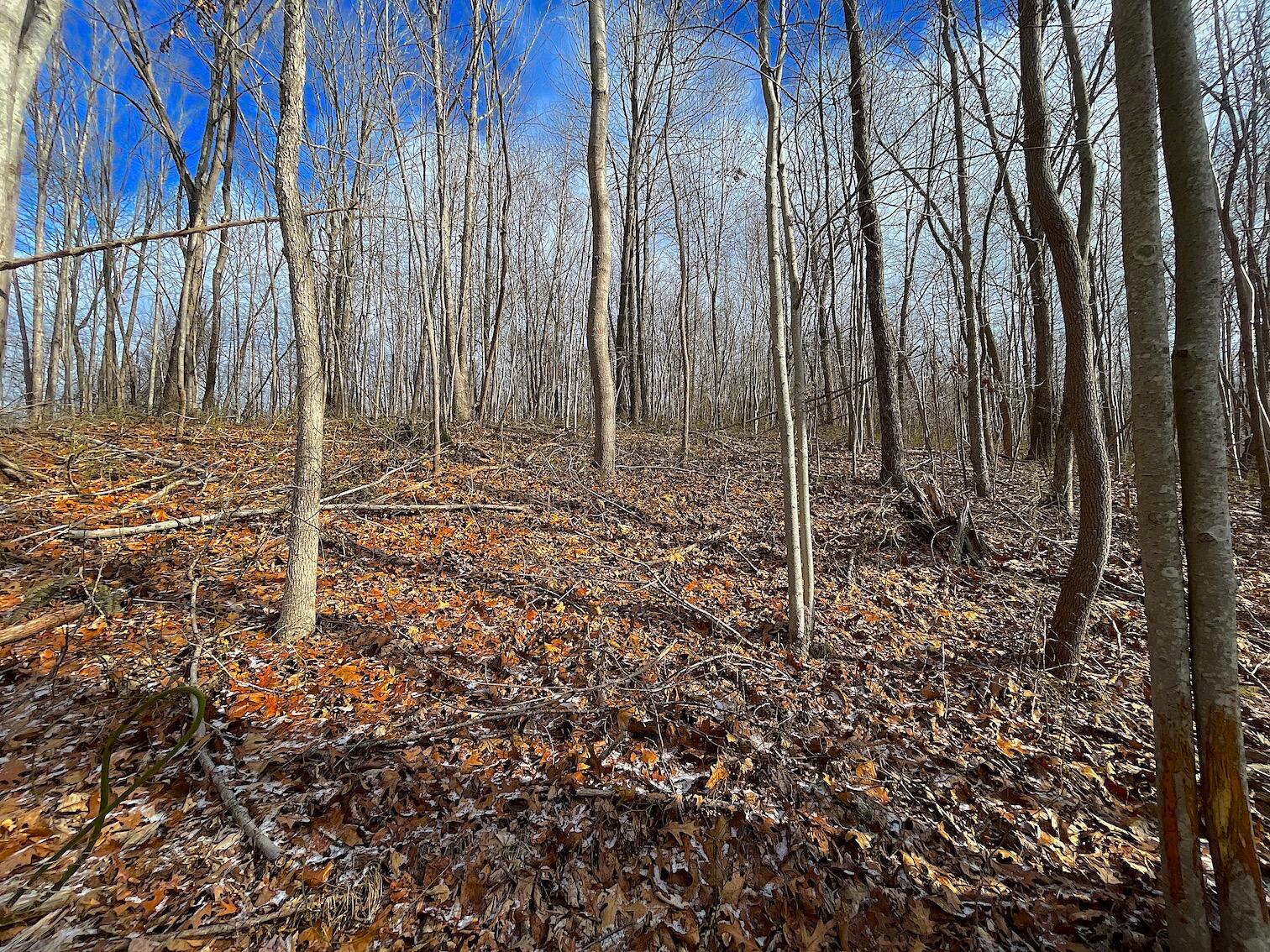 0 Hunting Run Road Lucasville, OH 45648 - Photo 11 of 39 IMG_0542