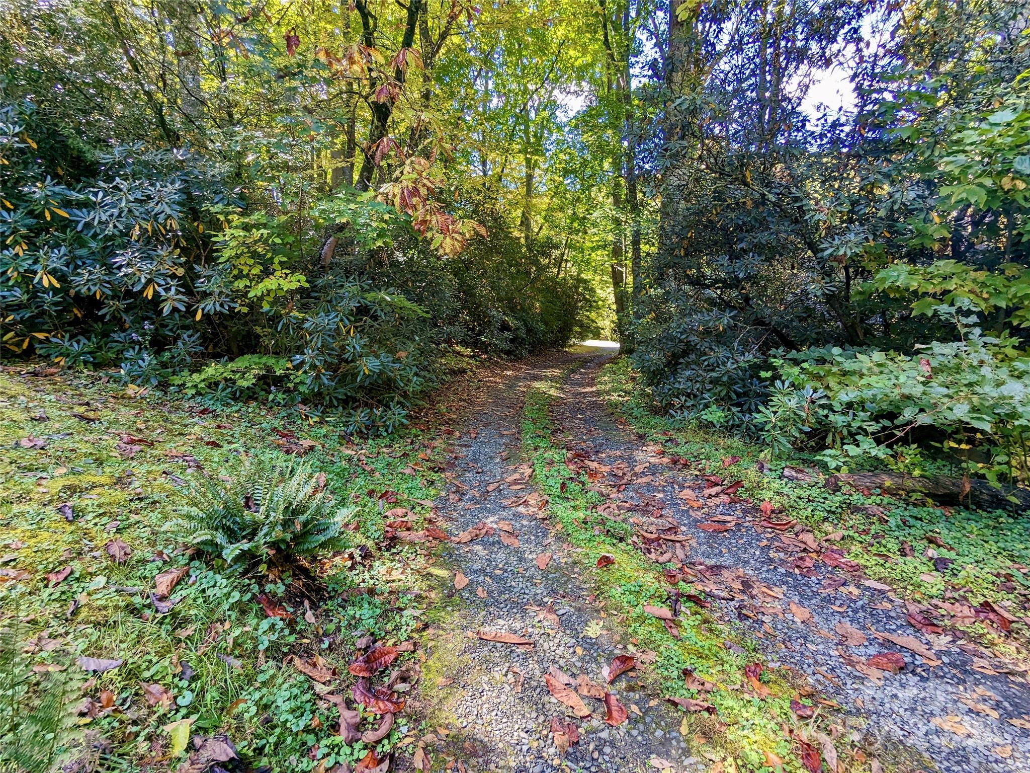 46 Tree Farm Road Spruce Pine, NC 28777 - Photo 32 of 40 a view of a garden with plants and large trees