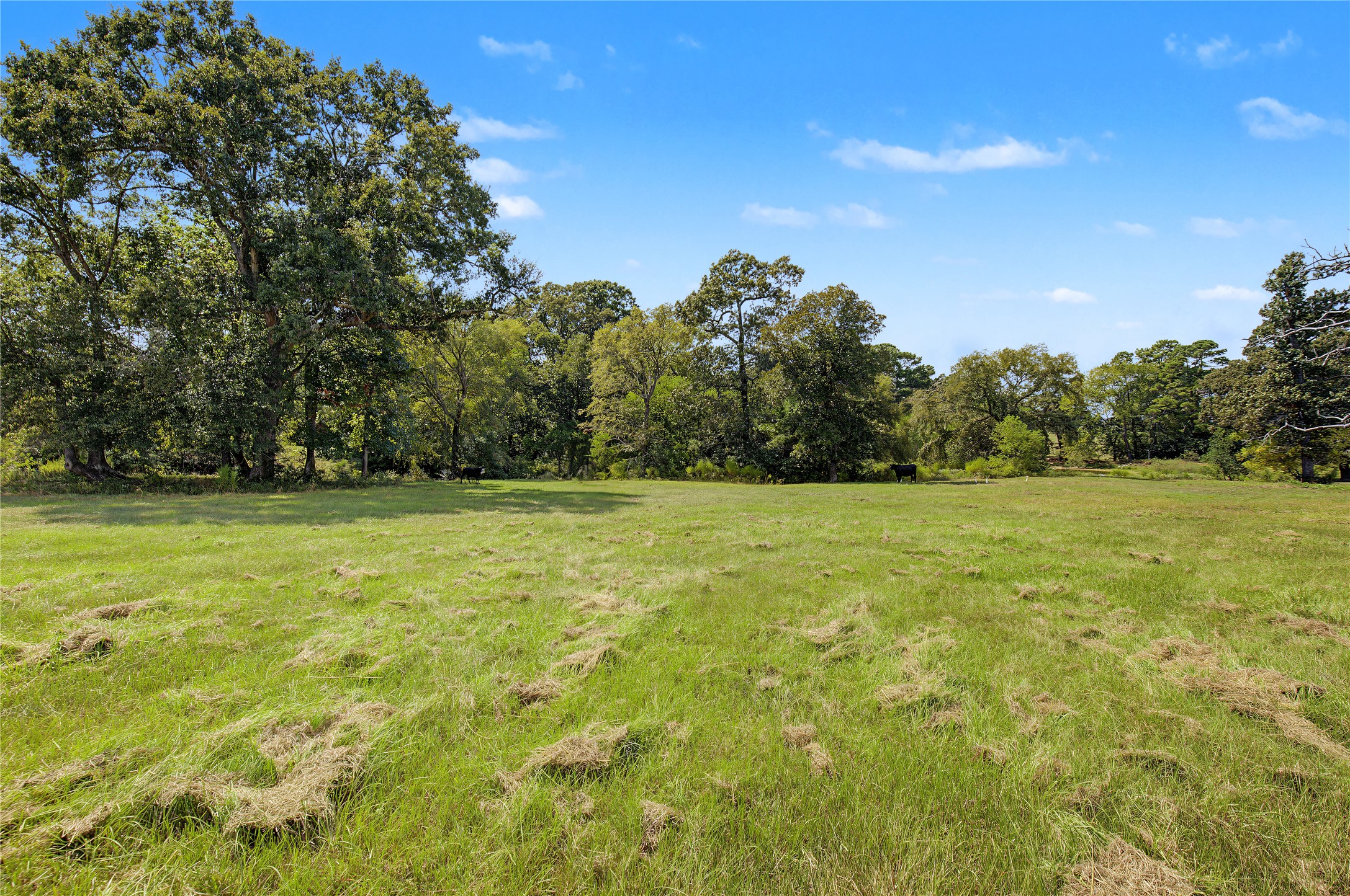 13111 Shepard Hill Road Willis, TX 77318 - Photo 9 of 15 Gallery Image 9