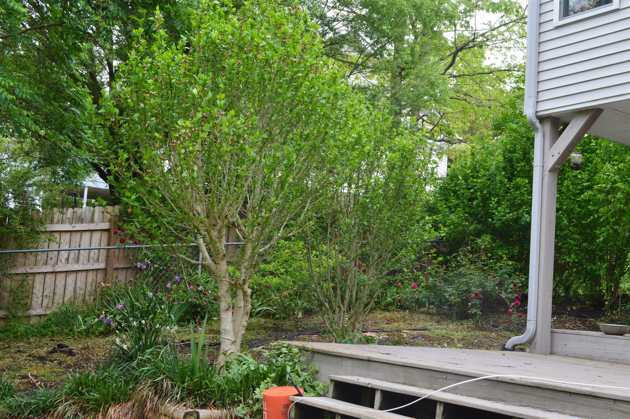 3361 Backridge Road Woodlawn, TN 37191 - Photo 28 of 30 a view of backyard with green space