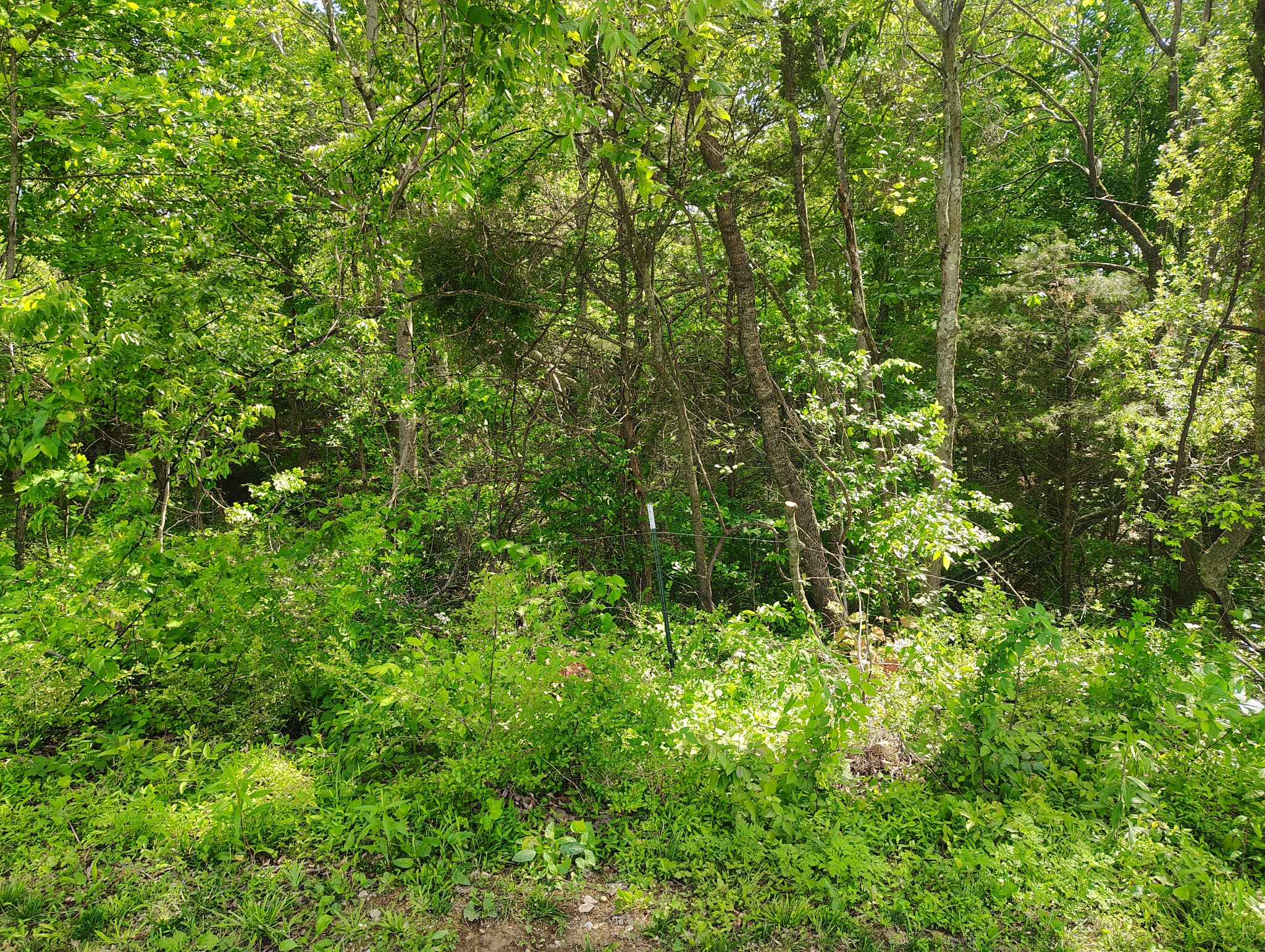8447 Epperson Springs Road Westmoreland, TN 37186 - Photo 23 of 25 a view of a lush green forest