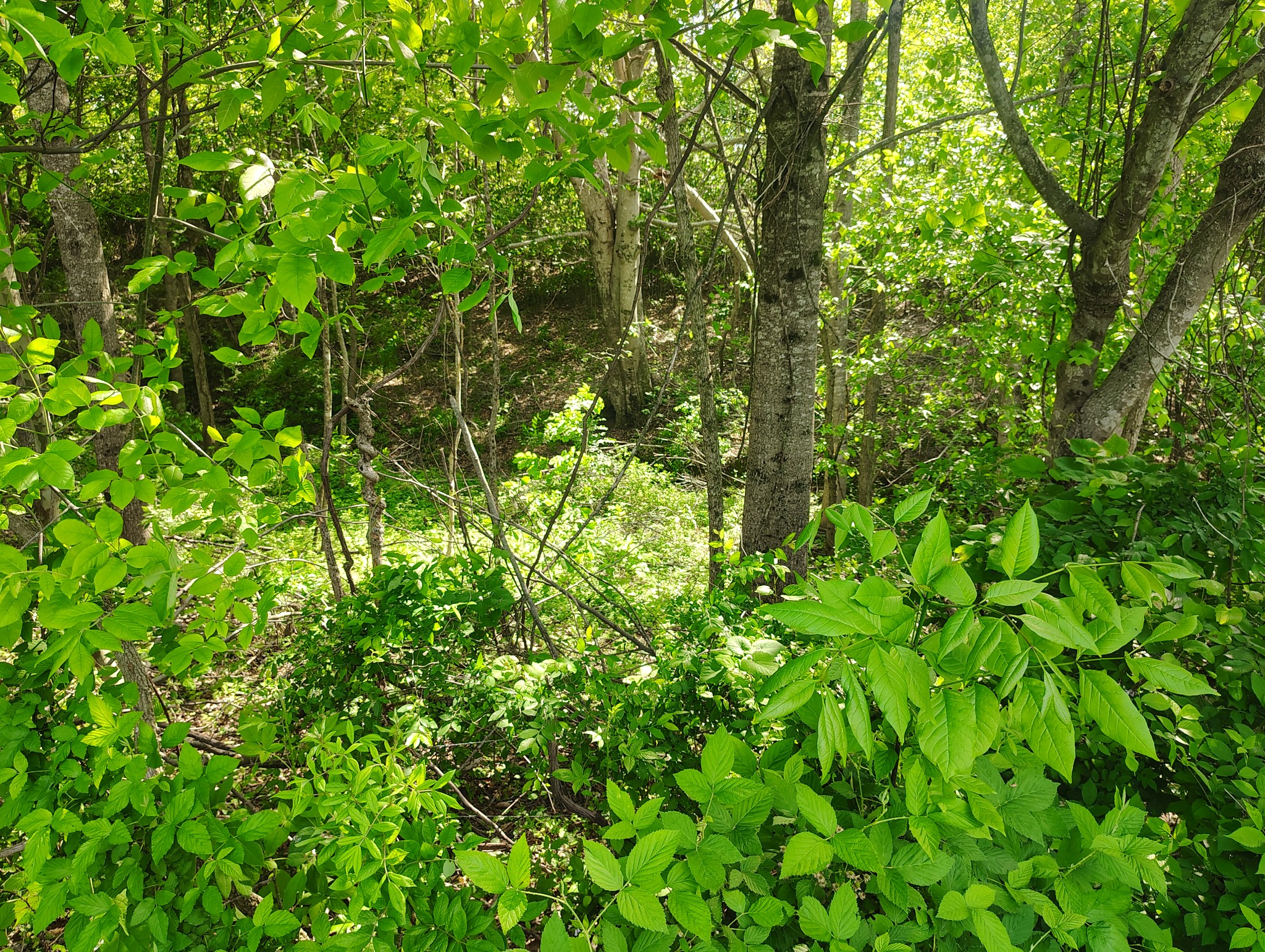 8447 Epperson Springs Road Westmoreland, TN 37186 - Photo 24 of 25 a view of a lush green forest