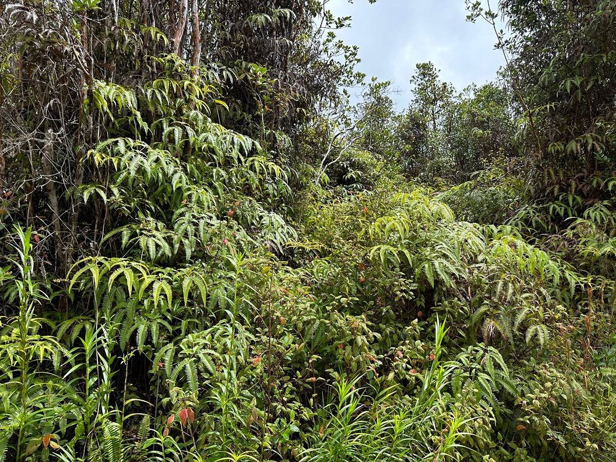 Lot 7328 Hibiscus St  