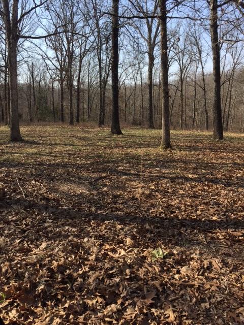 Tbd Chicory Road Rogersville, MO 65742 - Photo 1 of 1 Land 1