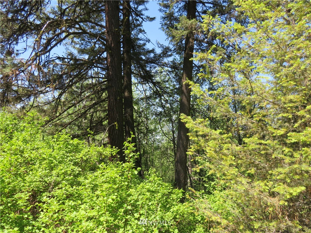 85 East Knob Hill Road Republic, WA 99166 - Photo 9 of 11