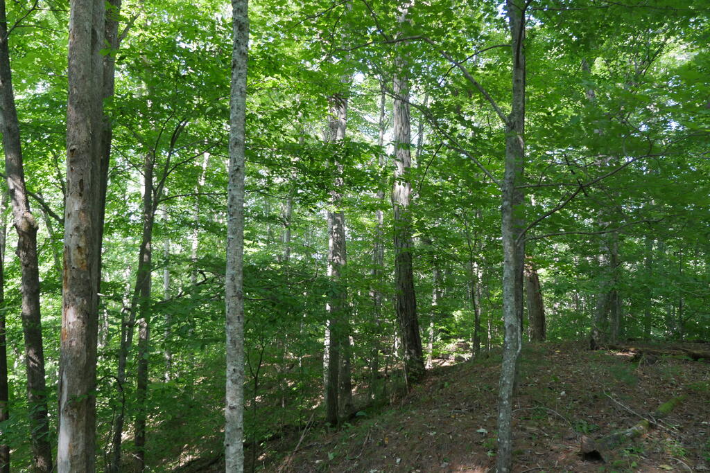 4163 Lick Creek Road Birchleaf, VA 24220 - Photo 51 of 86 Gallery Image 51