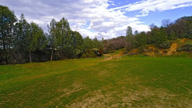 a view of a tree in the background with a tree