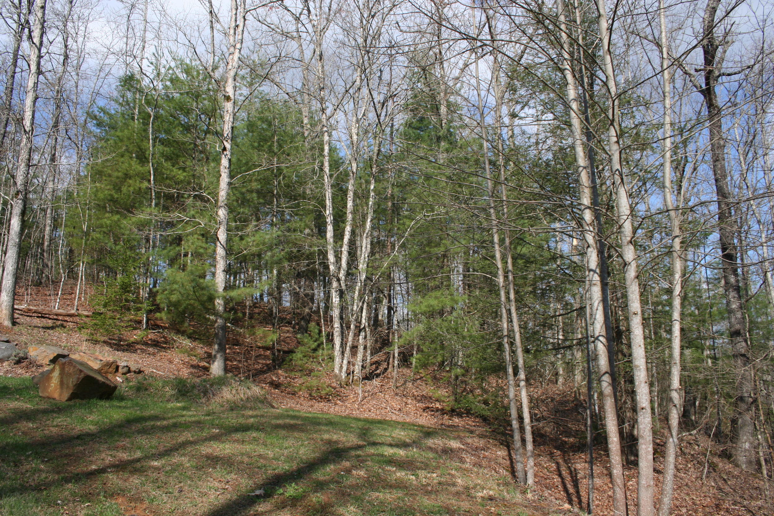 178 Fence Rail Gap Road Townsend, TN 37882 - Photo 3 of 9 view of possible driveway