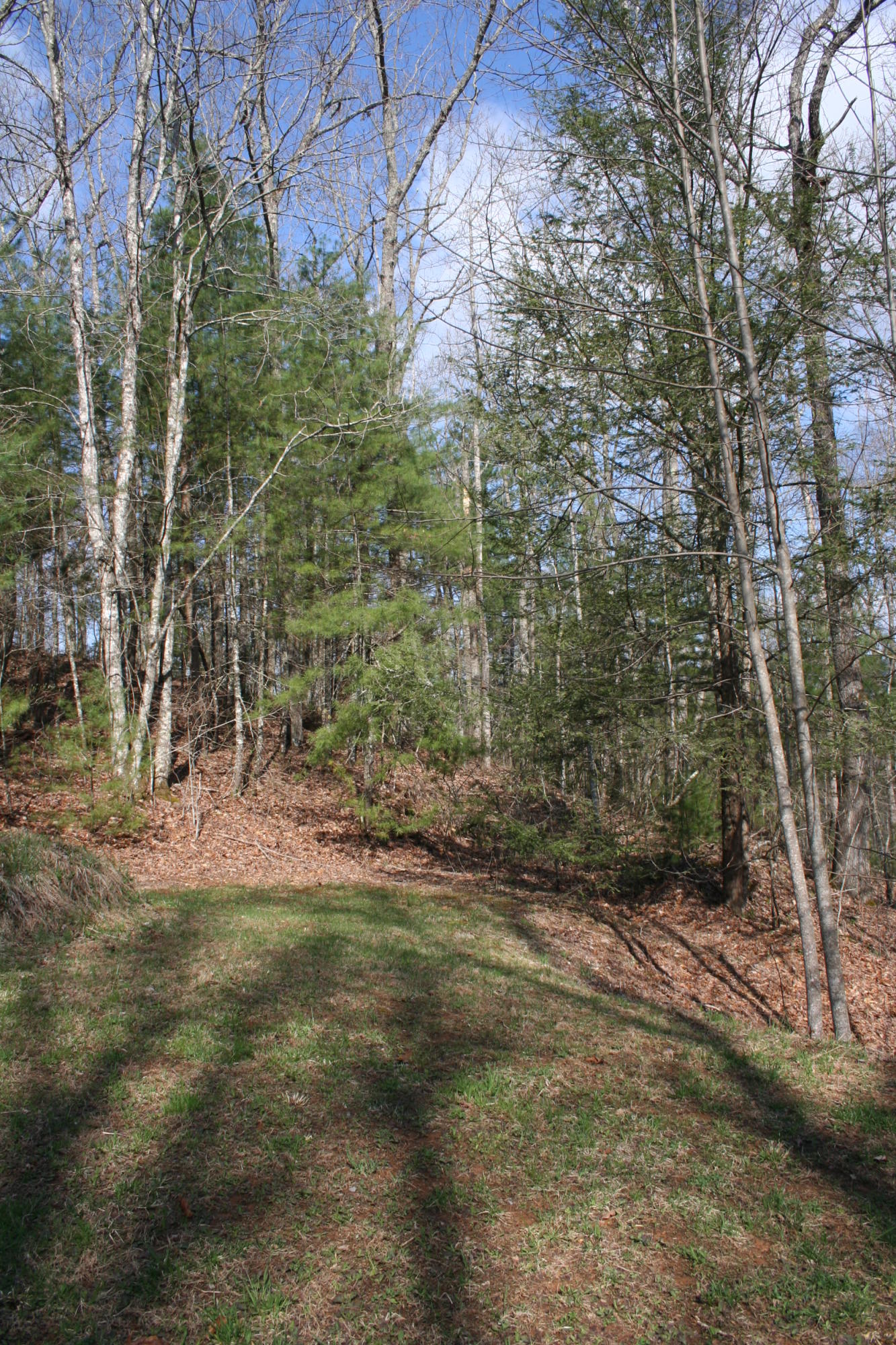 178 Fence Rail Gap Road Townsend, TN 37882 - Photo 7 of 9 view of 2nd potential driveway