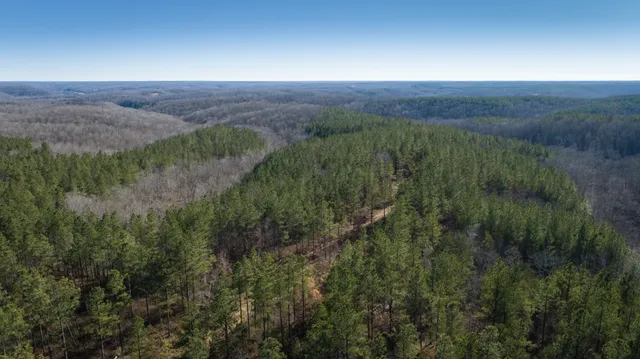 a view of a lush green forest with lots of trees