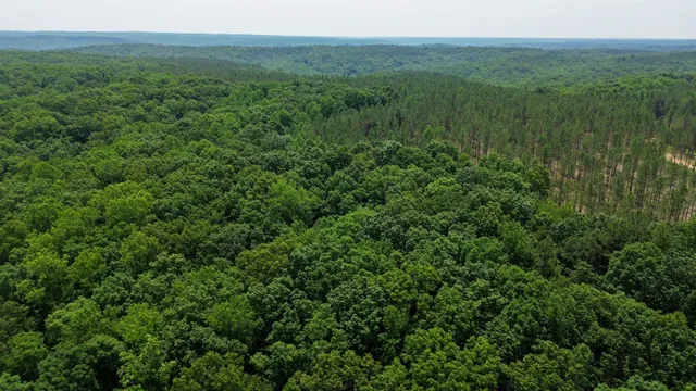 a view of a lush green forest with trees and some houses