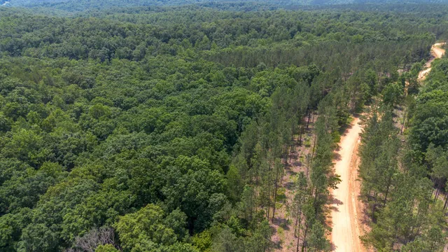 a view of a forest with trees in the background