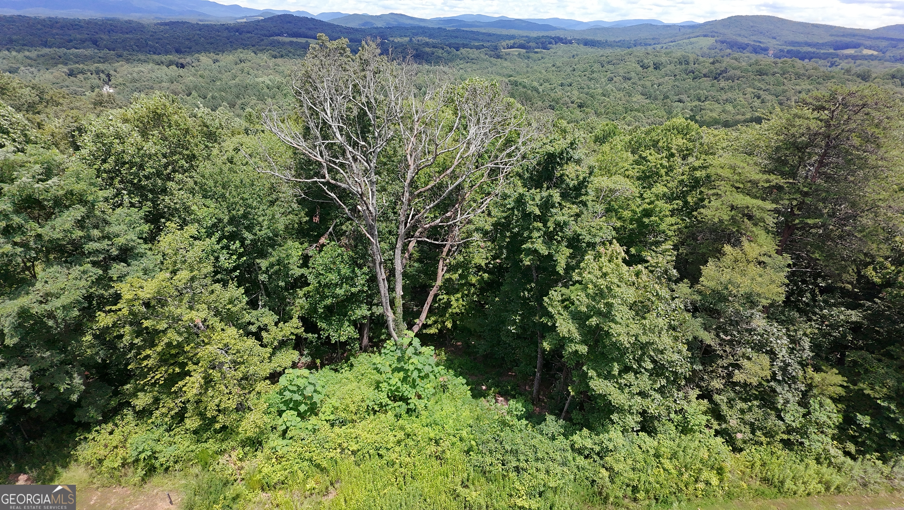 260 Running Bear Lane, Unit 14 Ellijay, GA 30536 - Photo 12 of 12 a view of a lush green forest with lush green forest