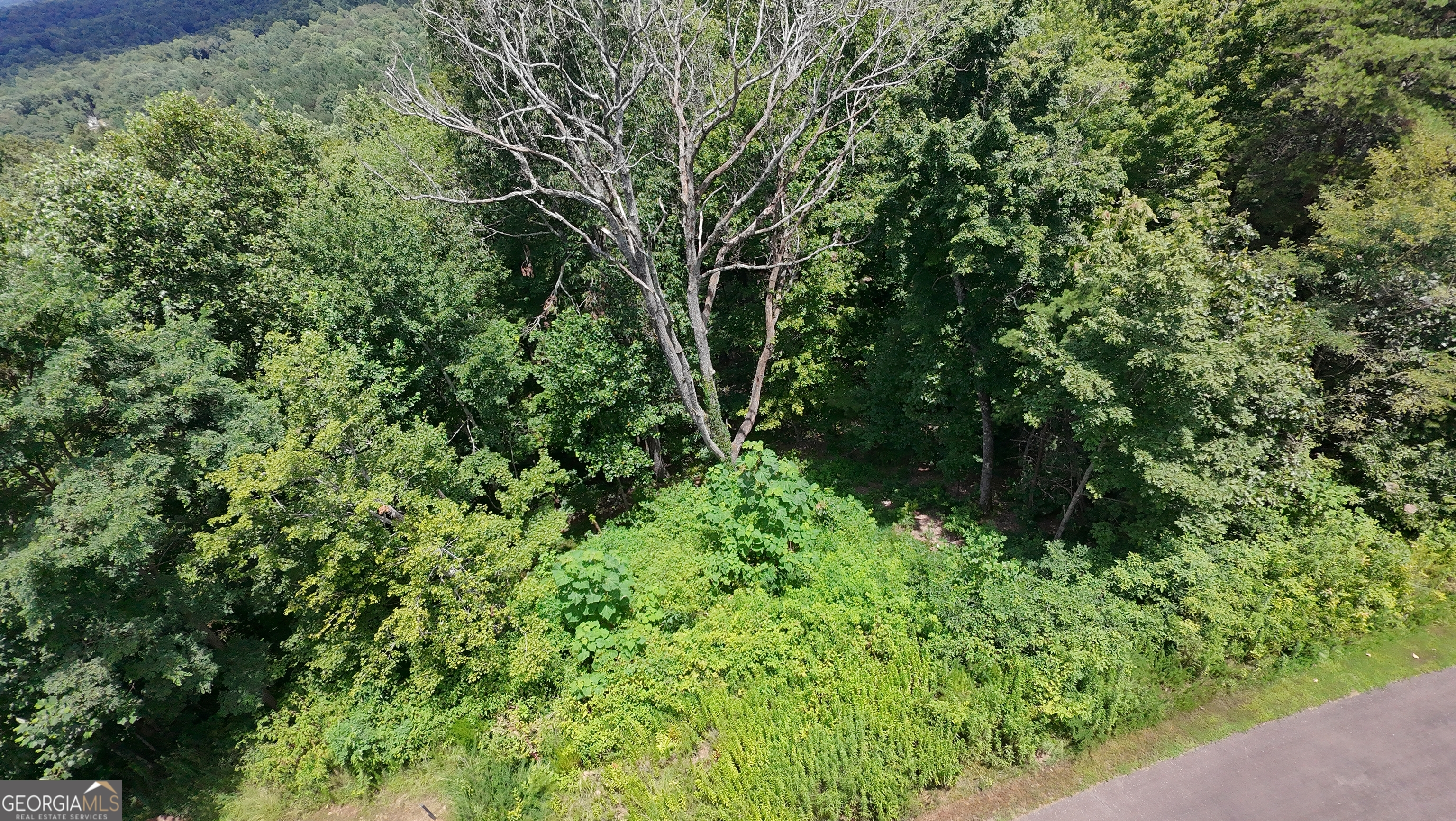 260 Running Bear Lane, Unit 14 Ellijay, GA 30536 - Photo 10 of 12 a view of a lush green forest