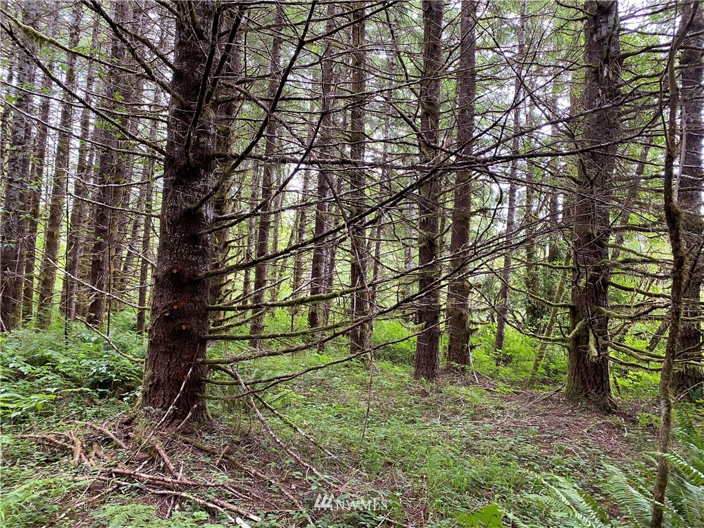 -xxx West Beeville Loop Road Matlock, WA 98560 - Photo 11 of 13 Gallery Image 11