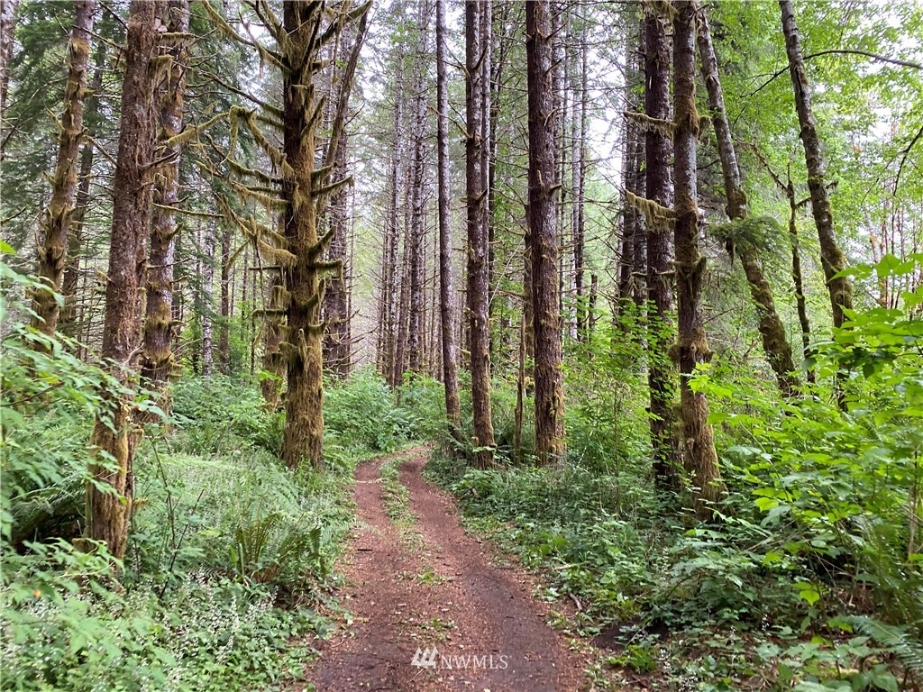 -xxx West Beeville Loop Road Matlock, WA 98560 - Photo 8 of 13 Gallery Image 8