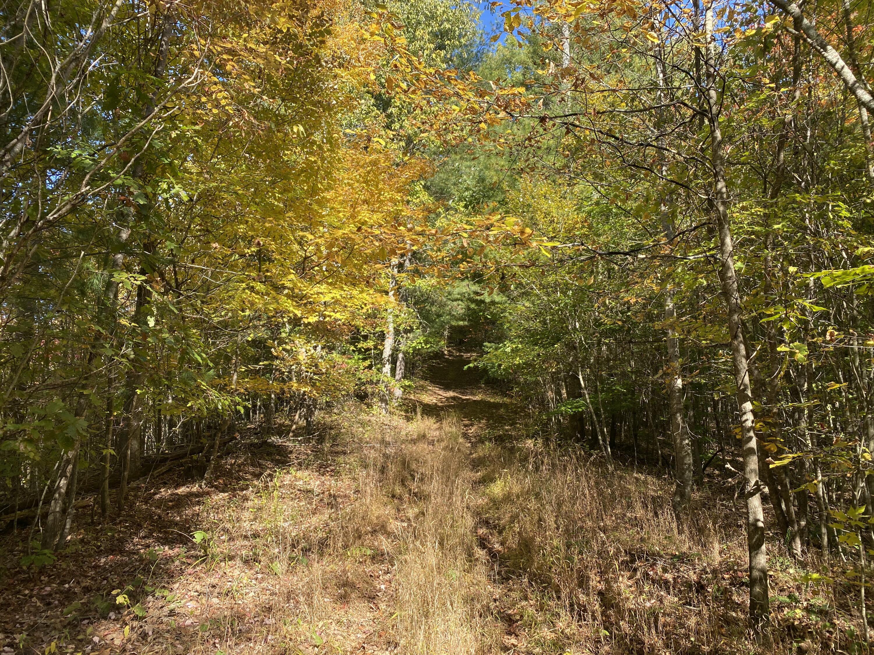 431 Harold Luke Road Campton, KY 41301 - Photo 8 of 82 008 one of the nice ATV trails leading t