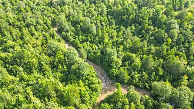 a view of a lush green forest