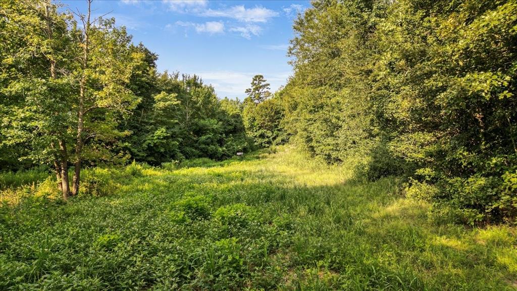 Tbd South Live Oak Road Gilmer, TX 75644 - Photo 12 of 13 a view of a large yard with lots of bushes