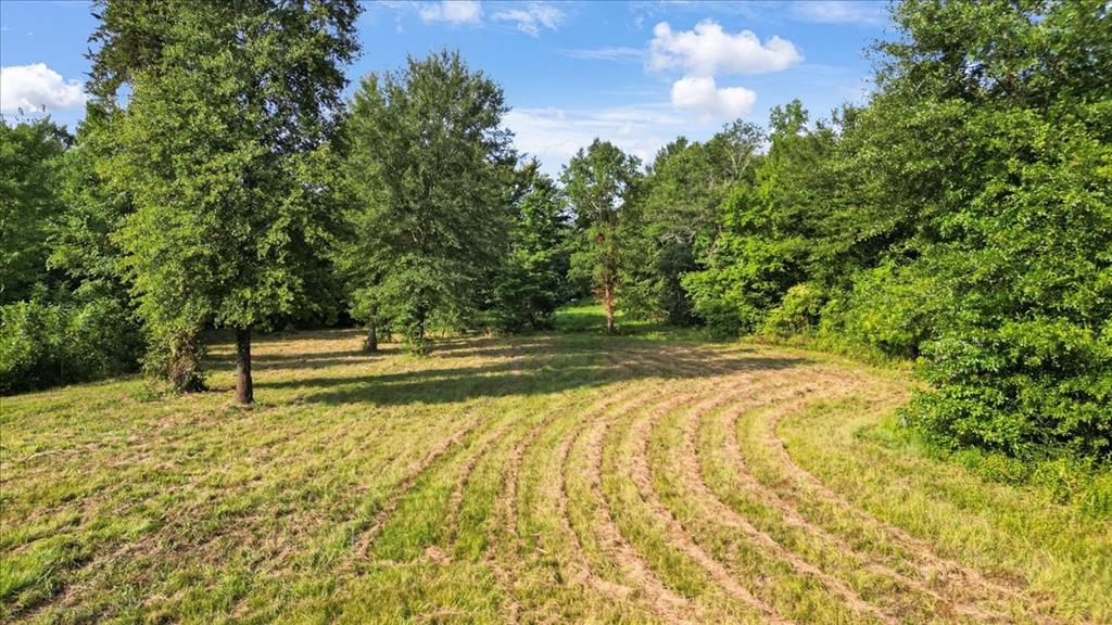 Tbd South Live Oak Road Gilmer, TX 75644 - Photo 9 of 13 a view of backyard with tree