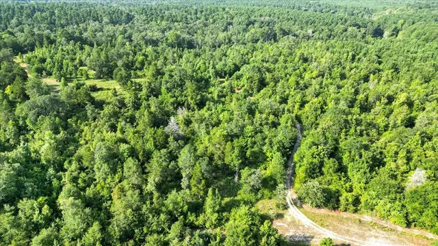 a view of a lush green forest