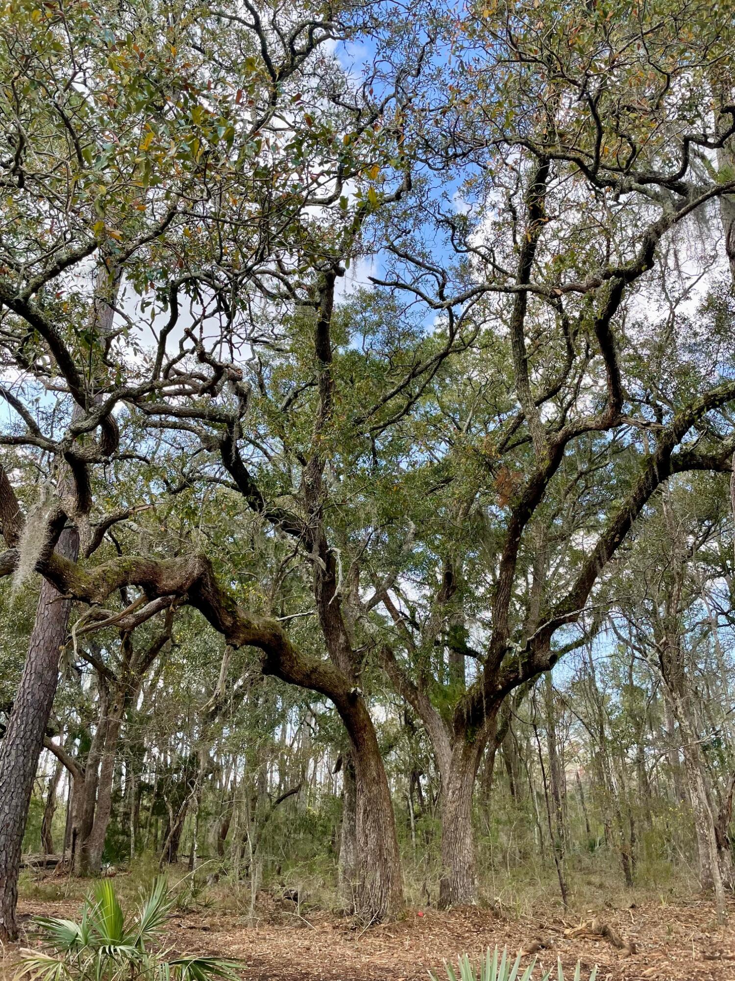 Lot D-2 Toogoodoo Road Meggett, SC 29449 - Photo 4 of 10