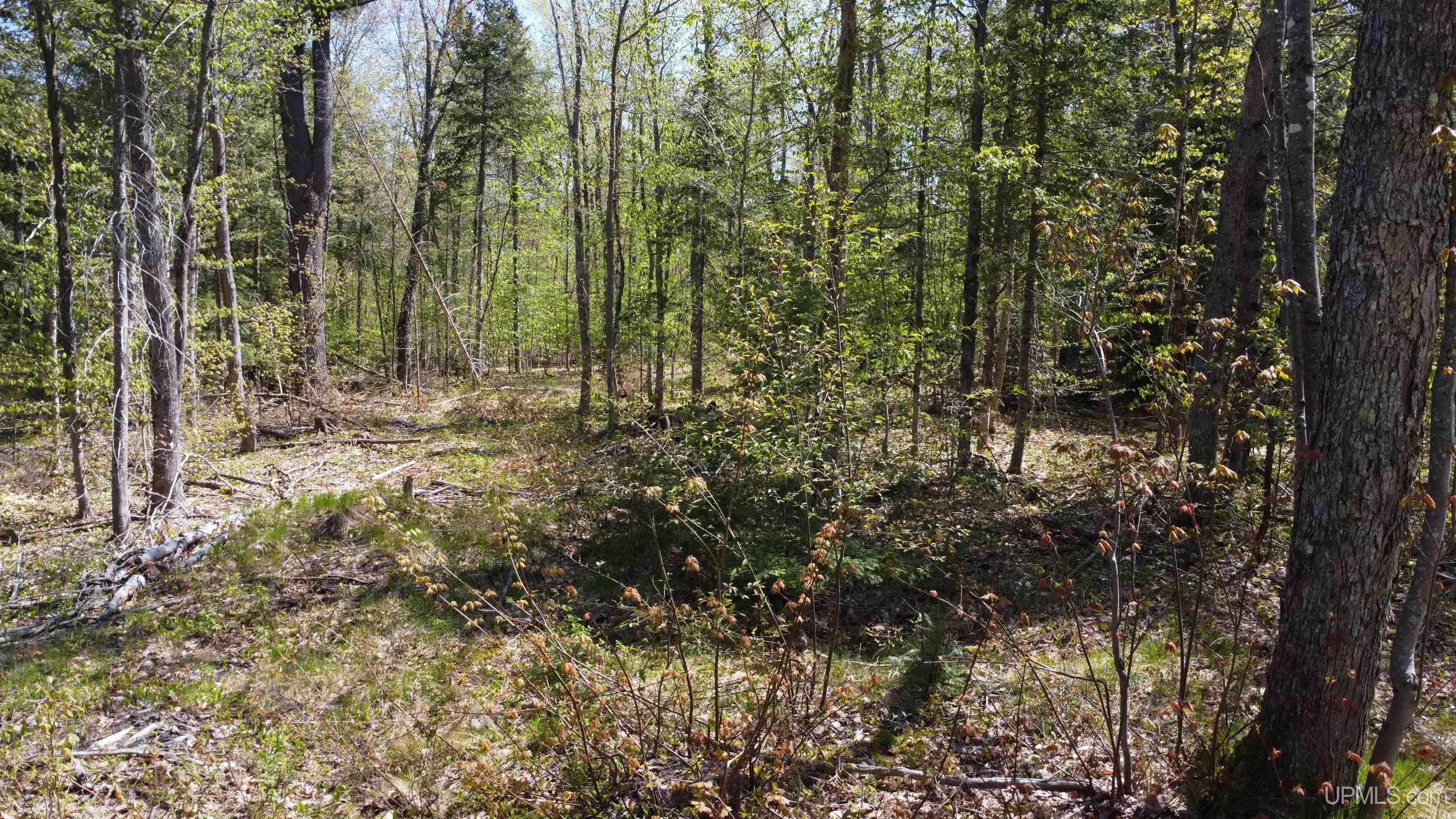 Off Adams Trail Shingleton, MI 49884 - Photo 37 of 46