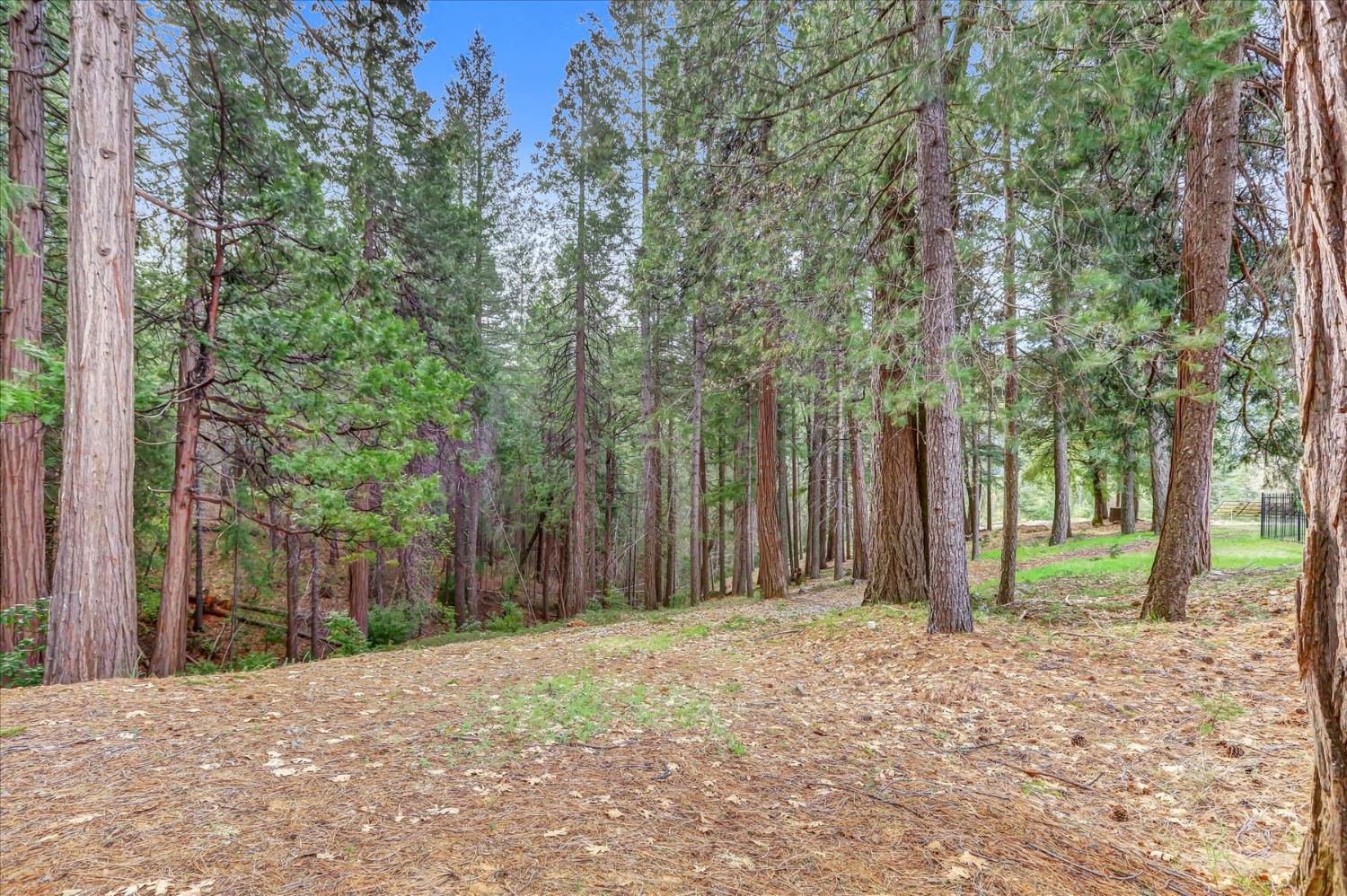 10973 Scotts Flat Dam Road Nevada City, CA 95959 - Photo 83 of 91 a backyard of a house with large trees and wooden fence
