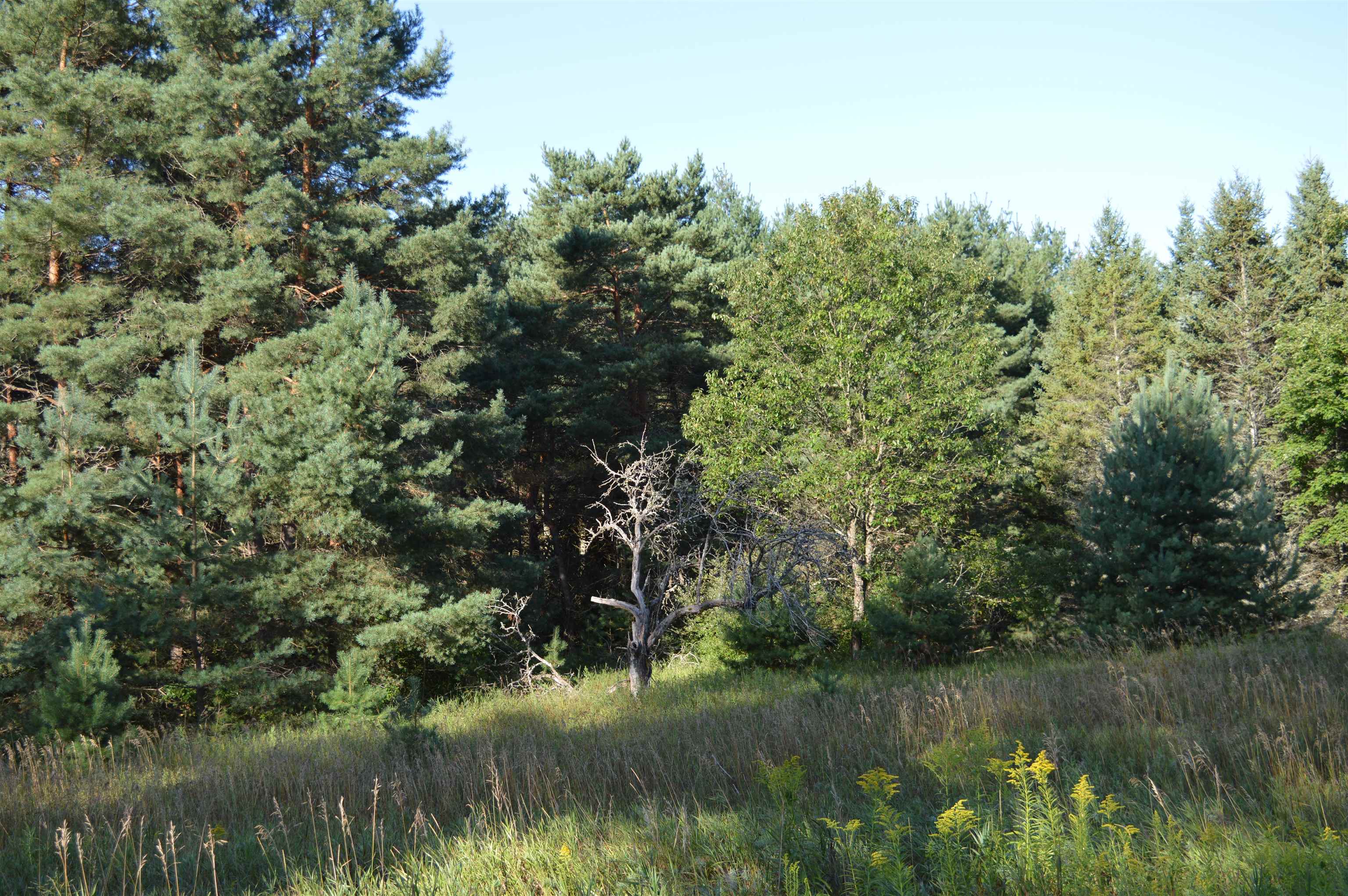 Gildas Rd Rapid Alden, MI 49612 - Photo 4 of 15