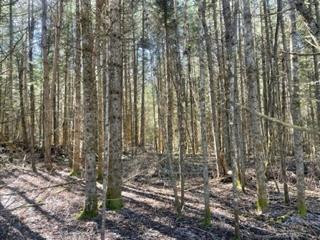 0 Swinyer Road Vermontville, NY 12989 - Photo 13 of 24 Gallery Image 13
