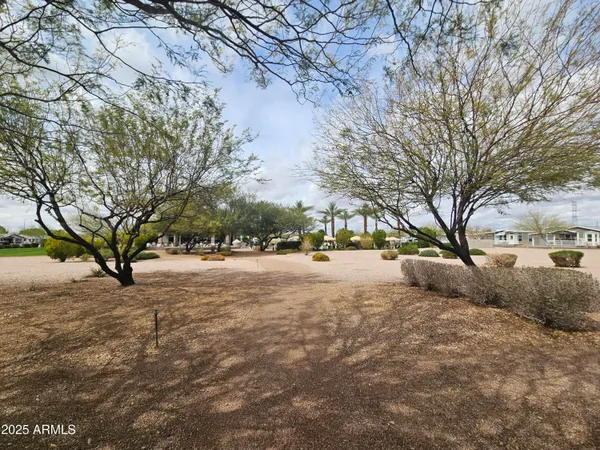 a street view with large trees