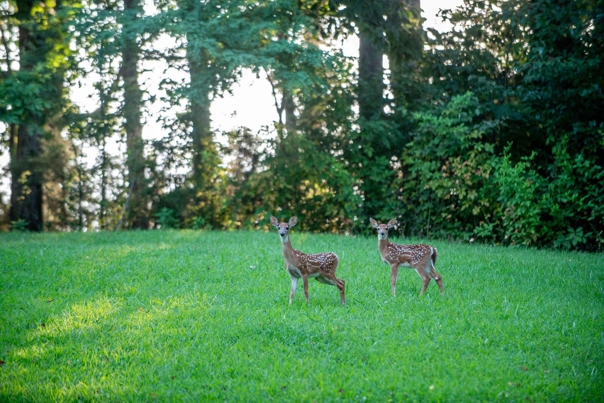 1946 Mann Road Lebanon, TN 37087 - Photo 49 of 50 a view of a backyard with chairs