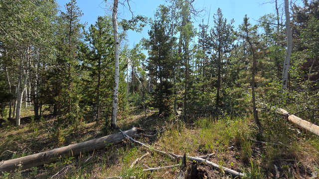 5085 Alpine Road, Unit 6 Evanston, UT 82930 - Photo 4 of 6 Forested land featuring a mix of mature pine and aspen trees, natural ground cover, and fallen timber