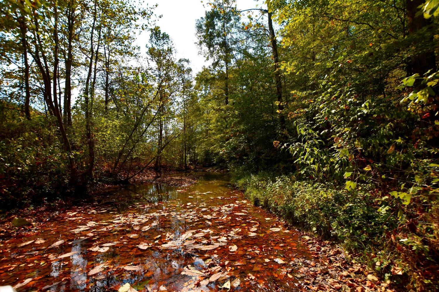 106 Middle Fork Road Irvine, KY 40336 - Photo 1 of 14 Real clean and clear mountain water roll