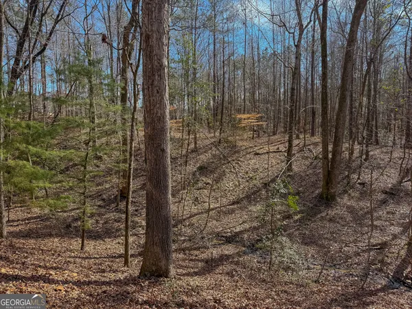 a view of a pathway of a yard with large trees