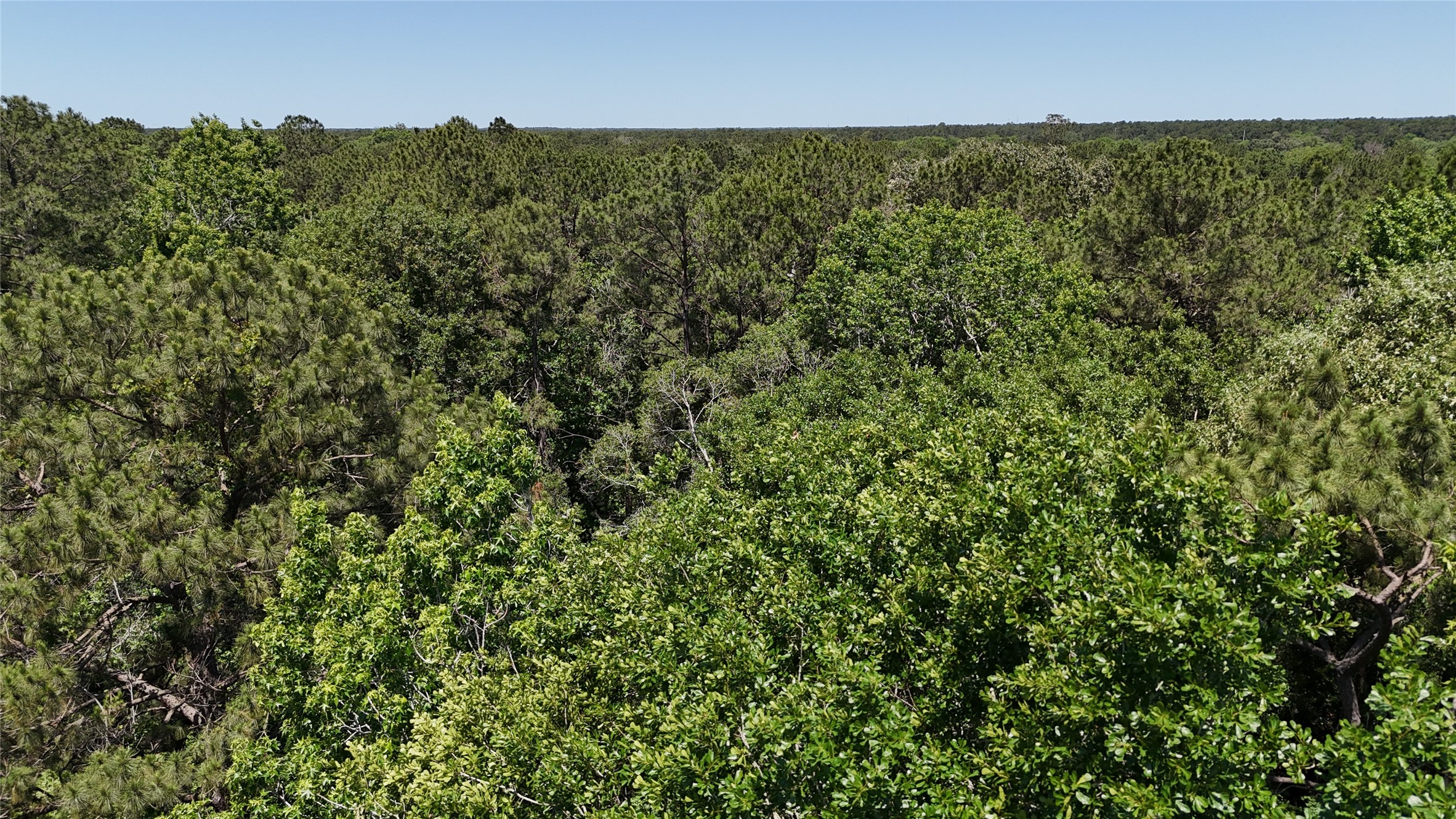 200 Hargraves Road Huffman, TX 77336 - Photo 5 of 6 a view of a large yard with lots of green space