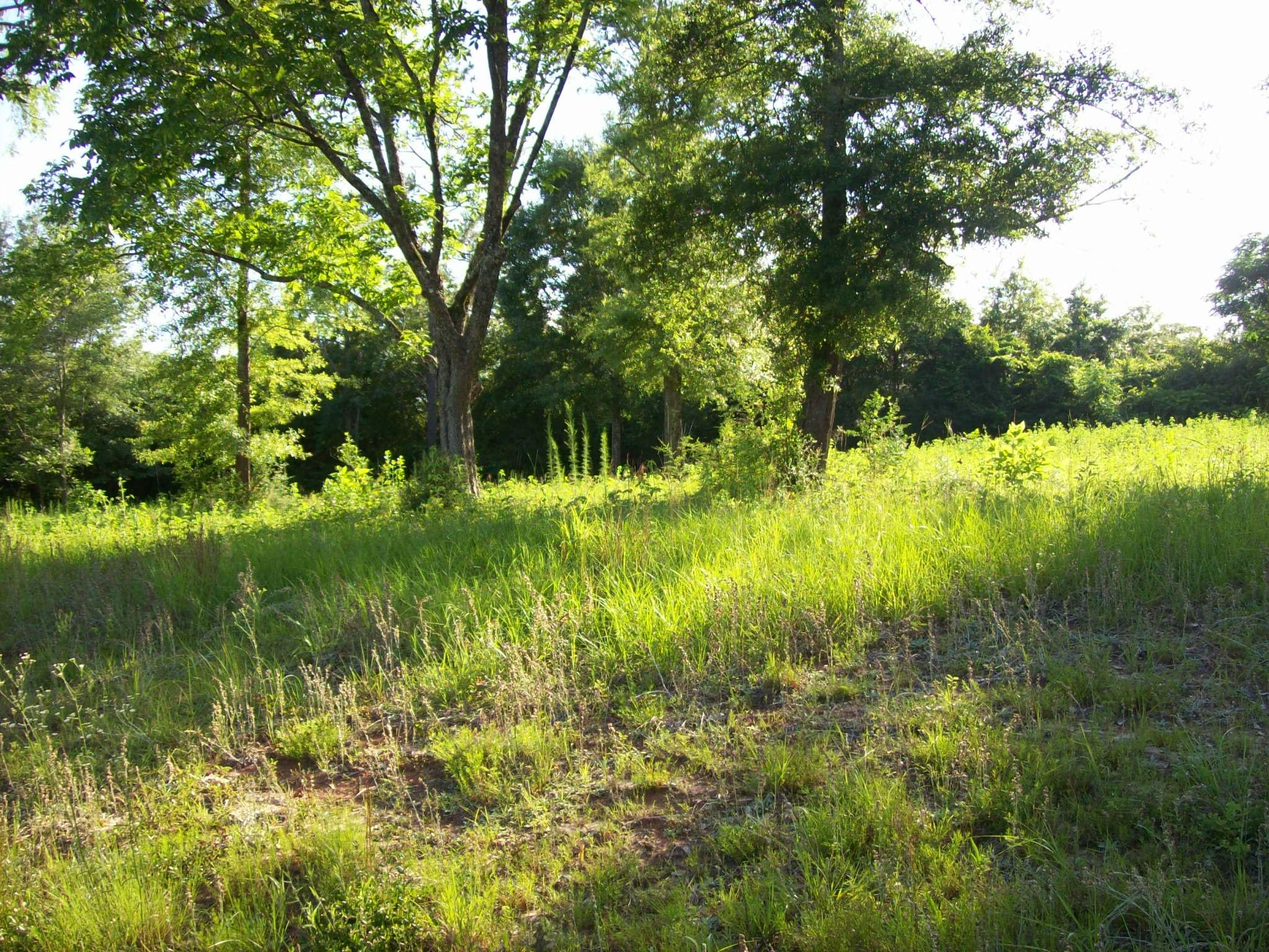 Xx Steele Road Baker, FL 32531 - Photo 6 of 9 a view of a garden