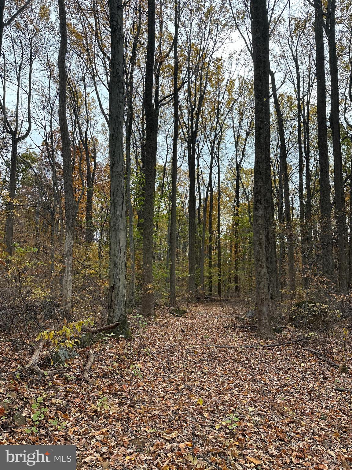 0 Reed Lane Kintnersville, PA 18930 - Photo 3 of 7 Driveway/path on lot