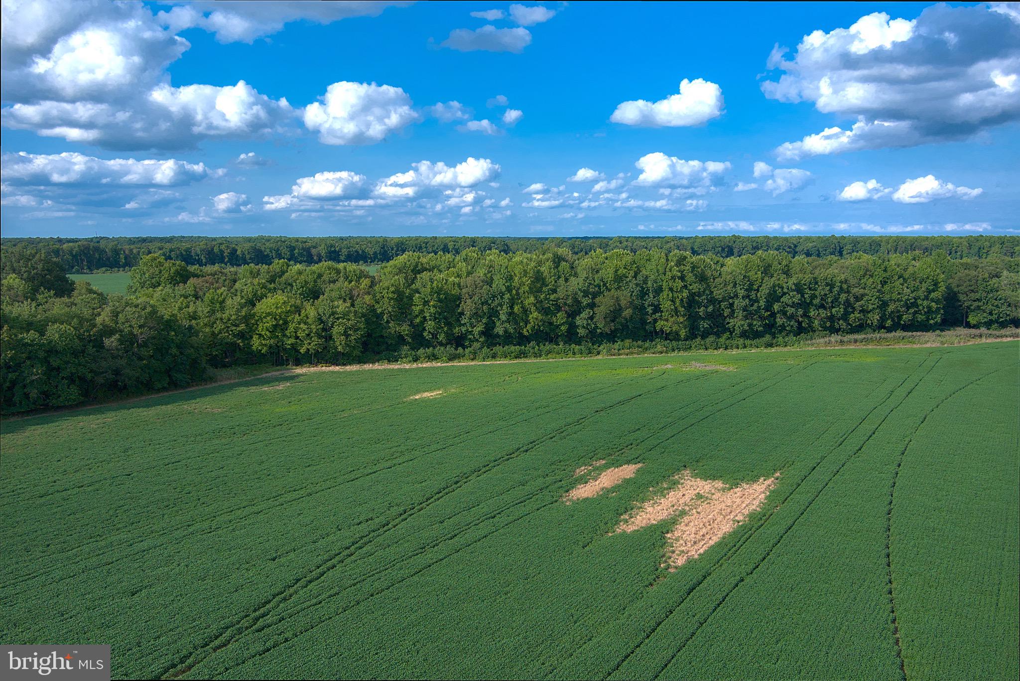 Iron Gate Road Federalsburg, MD 21632 - Photo 3 of 46 a view of a golf course with a big yard