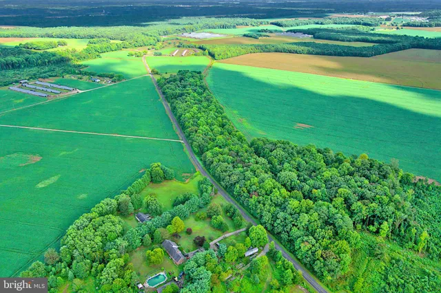 a green field with lots of green plants in it