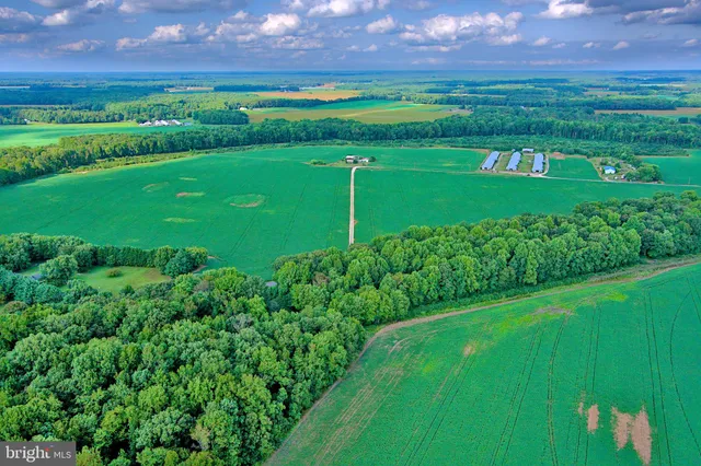 a view of a big yard with potted plants and large trees