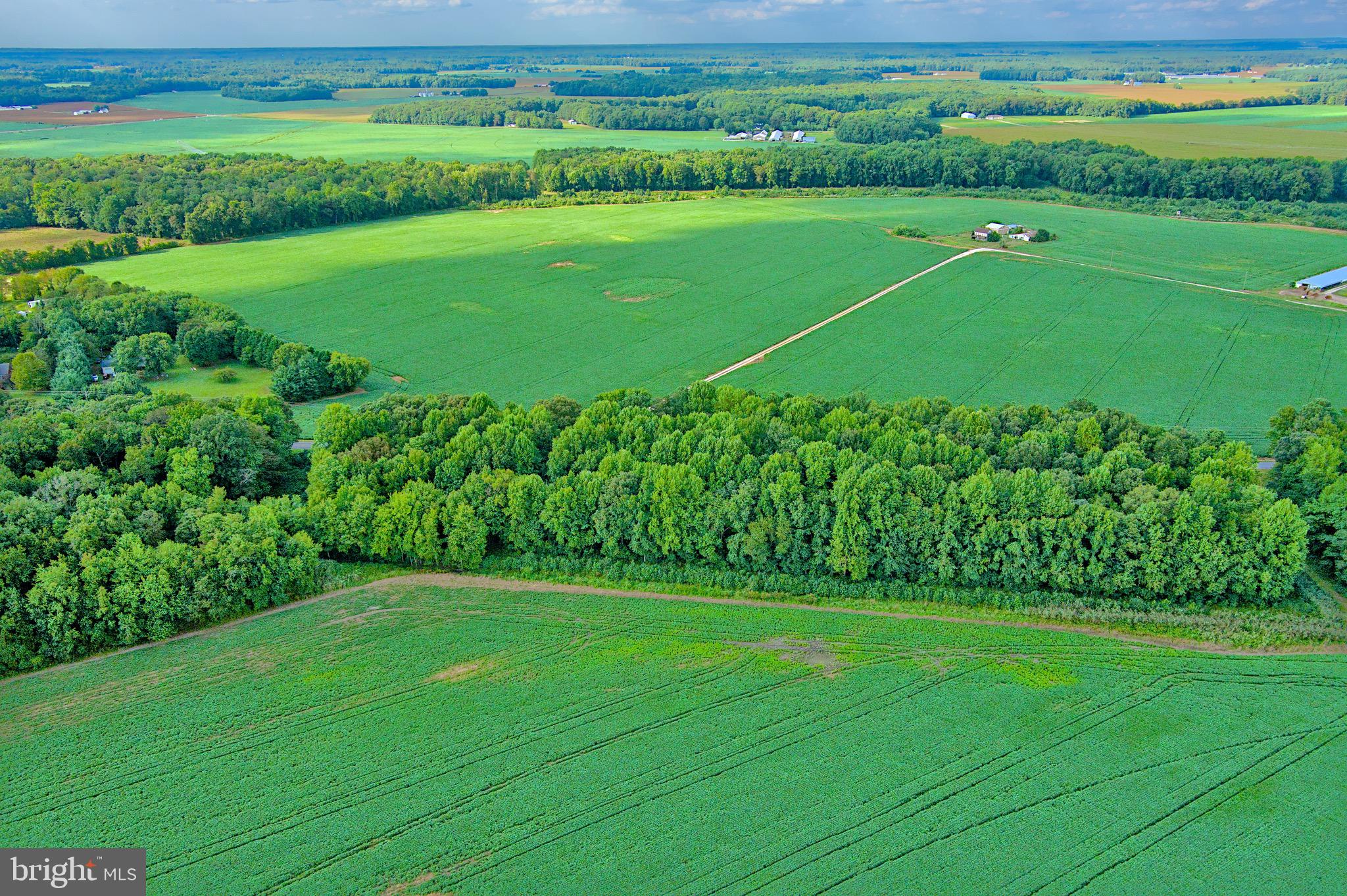Iron Gate Road Federalsburg, MD 21632 - Photo 43 of 46 a view of a big yard with potted plants and large trees