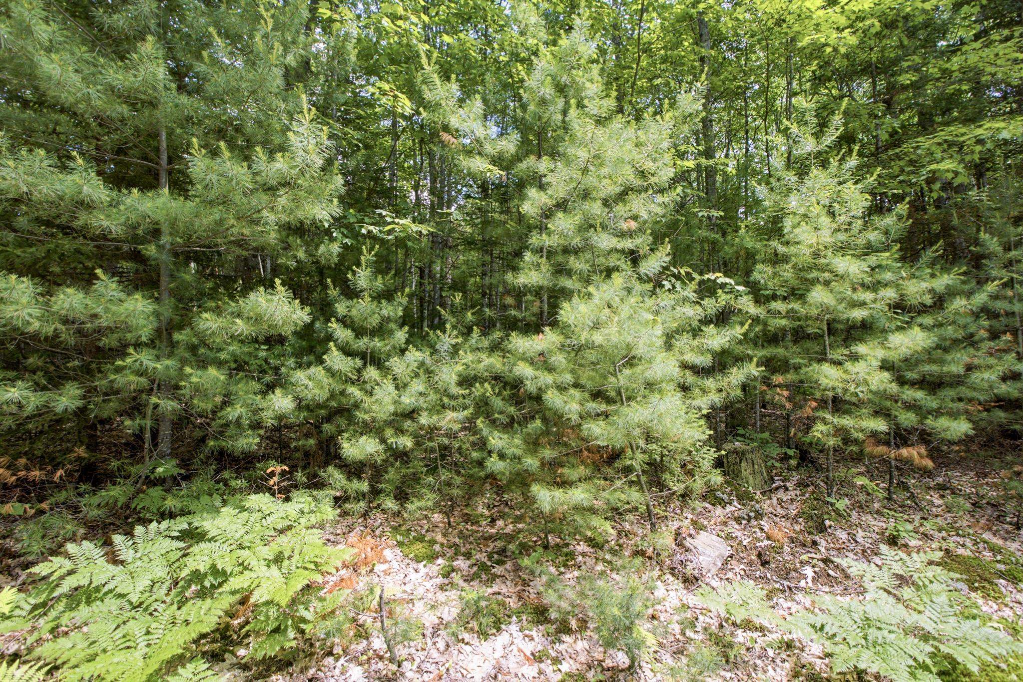 38 F Lang Road Bath, NH 03740 - Photo 10 of 29
