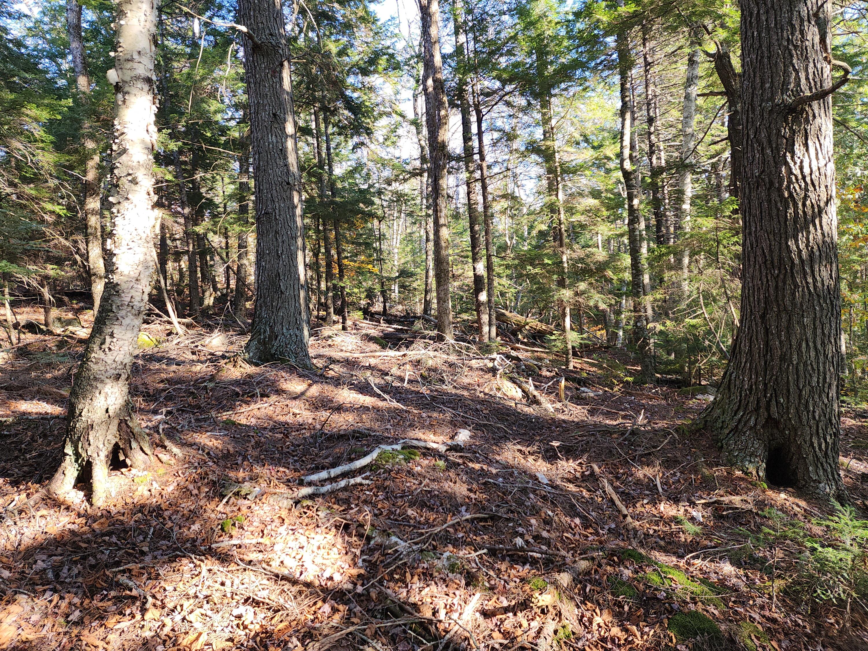 0 Patrick Lake Road East Machias, ME 04630 - Photo 6 of 8 20231102_143411