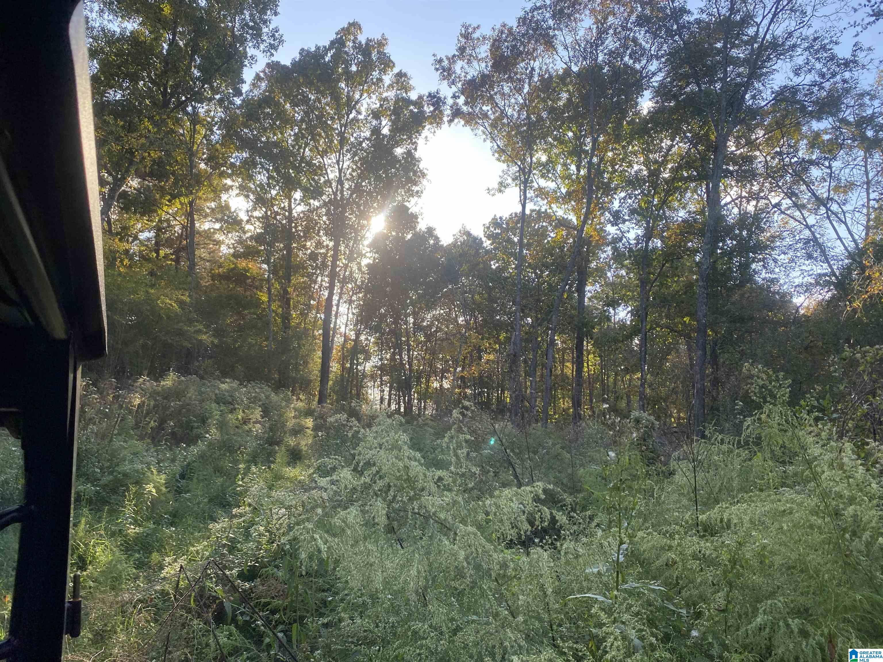0 Frost Road, Unit 100 / ACRES Springville, AL 35146 - Photo 11 of 60