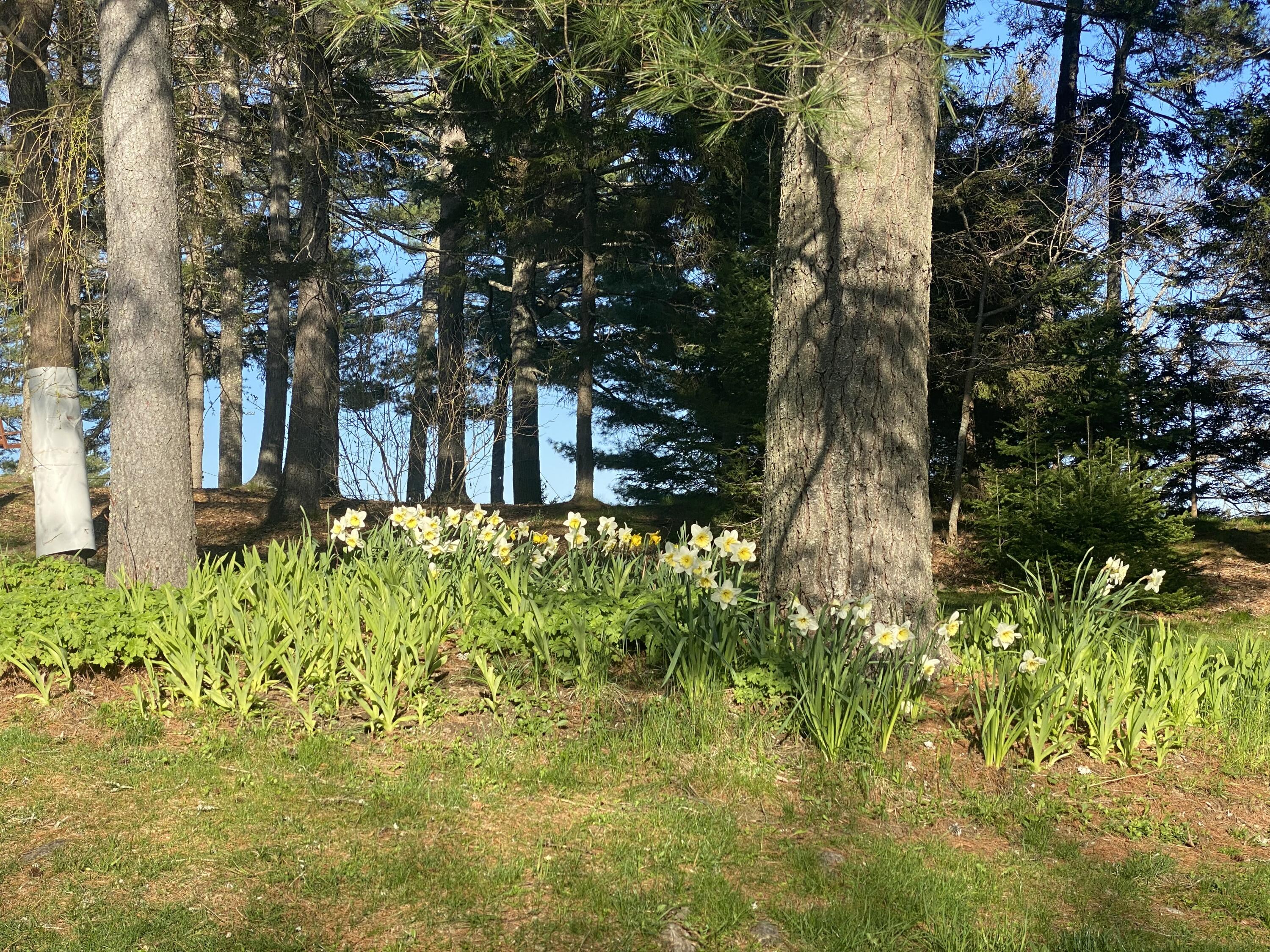 33-30 Taylor Road Westport Island, ME 04578 - Photo 64 of 79 IMG_3654