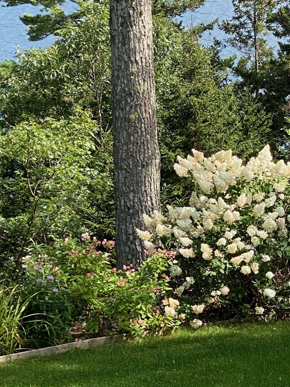 33-30 Taylor Road Westport Island, ME 04578 - Photo 64 of 80 Flourshing Landscaping at 33 Taylor Rd
