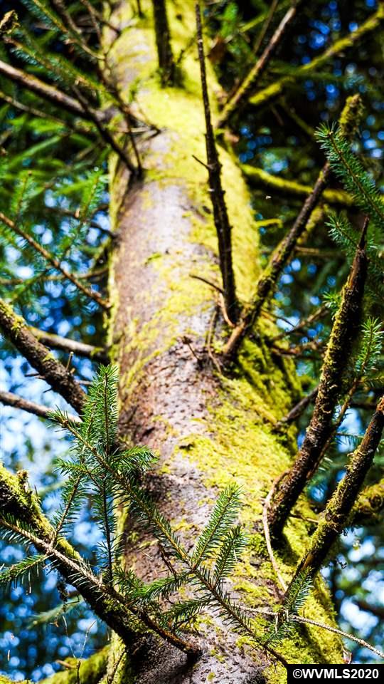 Old Netarts ( Tillamook, OR 97141 - Photo 14 of 16